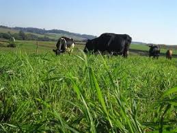 Secretaria Municipal de Agricultura abre inscrições para sementes de pastagem de inverno